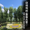 보강천 | 증평 보강천 미루나무숲 후기 힐링 산책 명소