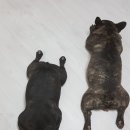 귀염댕이 이미지