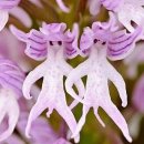 꽃을주는사람 이미지