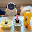 해피퍼피스데이 이미지