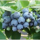 싱싱슈퍼 이미지