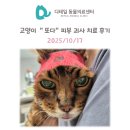 또다 | 철산동 동물병원) 신부전 고양이 "또다" 피부 괴사 치료 후기