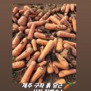 🥕 유명한 제주 구좌당근 🥕 산지직송으로 꽉꽉담아 신선한 흙당근을 보내드립니다 ! 이미지