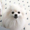 아블리샵