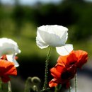 솔뫼공원 이미지