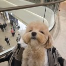 데이,그룸 이미지