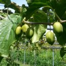 다래농장 이미지