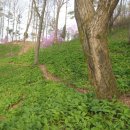 산마늘밥 이미지