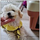 퍼피애견샵 이미지