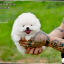 화이트 켄넬 이미지