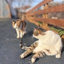 동림로 | 2박3일 전주 고창 여행, 고창 인기 숙소 '힐링 스팟 글램핑 펜션'