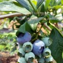 탑골농장 이미지