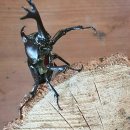 장수엄마 농장 이미지