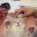 고양이분양 반하나캣 이미지