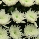국화 연합뉴스