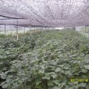 재분농장 이미지