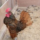 명품농장 이미지