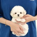 크림푸들 가족이야기 이미지