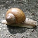 하늘달팽이 이미지