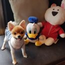 양평토박이부동산공인중개사사무소 이미지