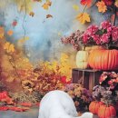 울알라애견미용 이미지