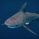 TL 동물병원 이미지