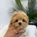 강사모펫 청라점 | 마리켄넬 인형같은 파티말티푸분양 <청라,영종도강아지분양/입양>