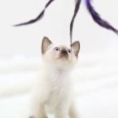 펫 갤러리아 이미지