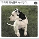 댕댕이냥냥 네이버블로그