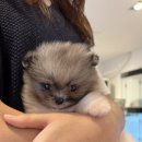 유어펫 일산본점 이미지
