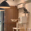 포레스트캣 | 펫코모 포레스트 캣타워 내돈내산 후기 (+24년 궁디팡팡캣페스타 캣타워 탐방)