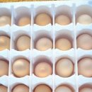 늘푸른유정란농장 이미지