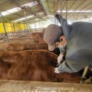 조은염소농장 이미지