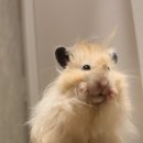 경기도 수원시 팔달구 고매로20번길 | 수원역 양꼬치/수원역 술집&amp;쪽갈비 | 천지양꼬치