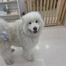 부산애견 | [부산애견미용학원] 대형견 애견미용 실습 후기