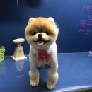 빛나개 이미지