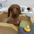 펫지살롱 이미지