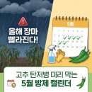 다팜농약사 | 5월에 탄저병 미리 못 막으면 7월에 빨간 고추는 없습니다 — 5월 방제 캘린더 4주 정리