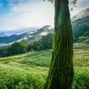 꿀벌박사 이미지