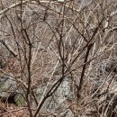 지리산약초 이미지