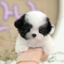 석적동물병원 | 석적강아지분양 미유펫대구점 후기 🐾— 건강하고 사랑스러운 반려견을 만난 최고의 선택