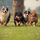 따라 애견학교 이미지