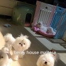 베리하우스 켄넬 이미지