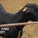 까망흑염소농장 이미지