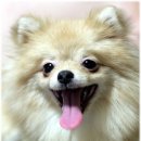 똥깡아지네 이미지