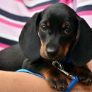 진천동물병원 이미지