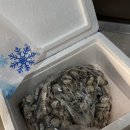 역전 | 벌교꼬막 택배 후기, 벌교역전꼬막 새꼬막으로 집에서 즐긴 꼬막비빔밥