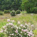 나무농장 이미지