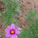 자일목장 이미지