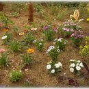 민들레울 이미지